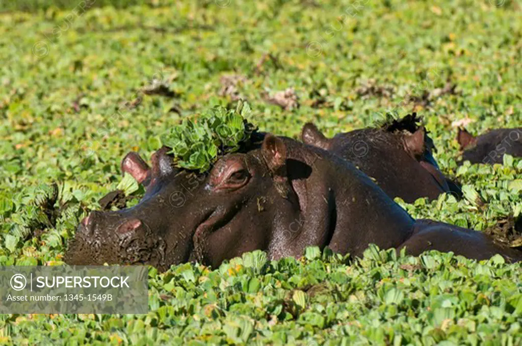 Hippopotamuses (Hippopotamus amphibius) in a swamp, Masai Mara National Reserve, Kenya