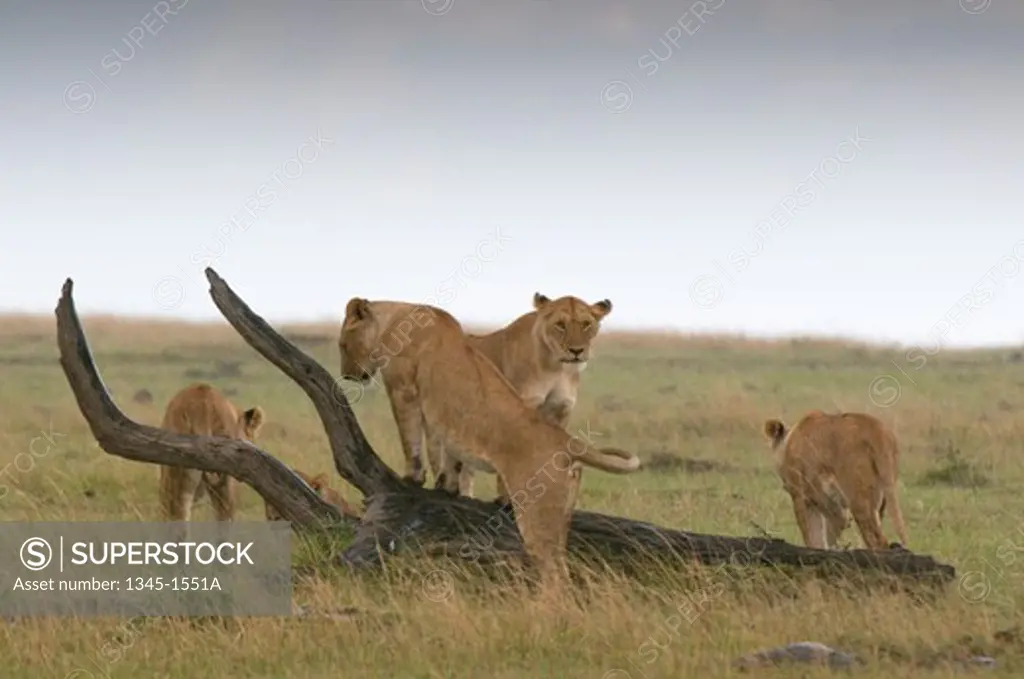 Four lionesses (Panthera leo) in a forest, Masai Mara National Reserve, Kenya