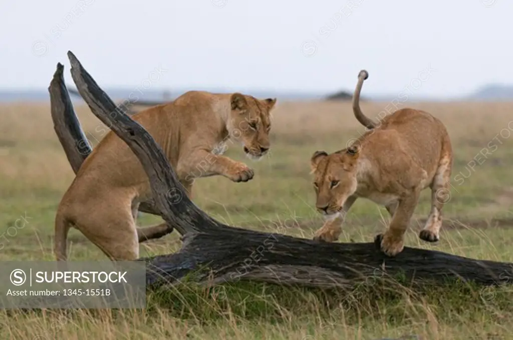 Two lionesses (Panthera leo) in a forest, Masai Mara National Reserve, Kenya