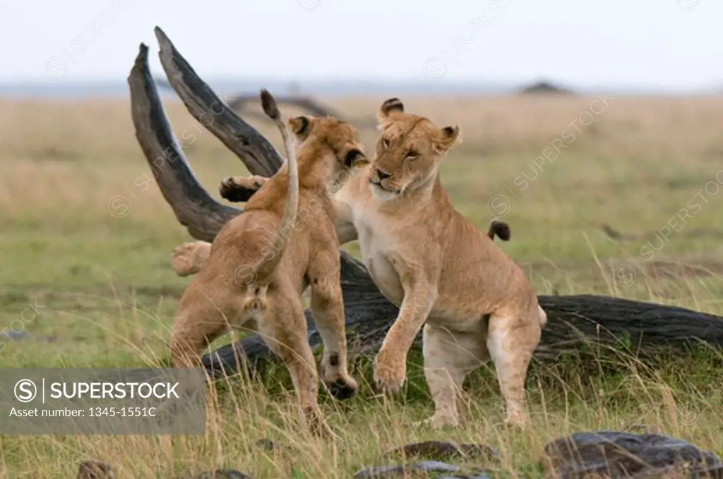 Two lionesses (Panthera leo) in a forest, Masai Mara National Reserve, Kenya