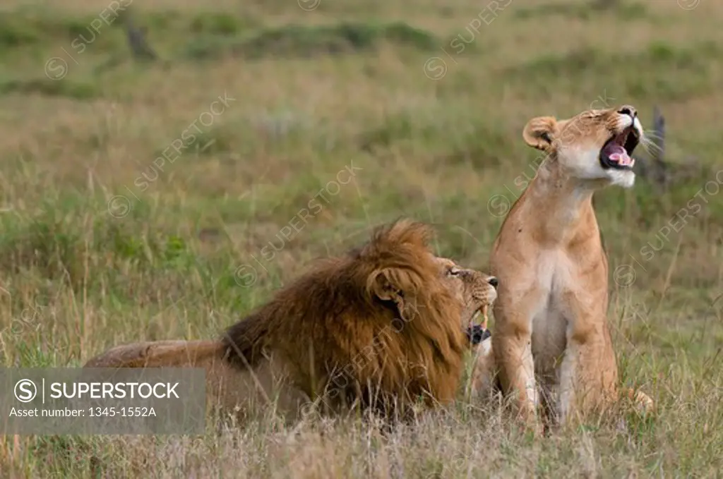 Lion and a lioness (Panthera leo) in a forest, Masai Mara National Reserve, Kenya
