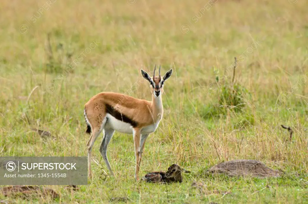 Female Thomson's gazelle (Gazella thomsoni) with its newborn fawn in a field, Masai Mara National Reserve, Kenya