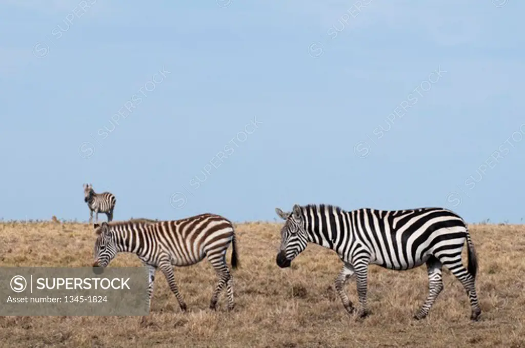 Africa,Kenya, Masai Mara,  Zebras (Equus quagga)