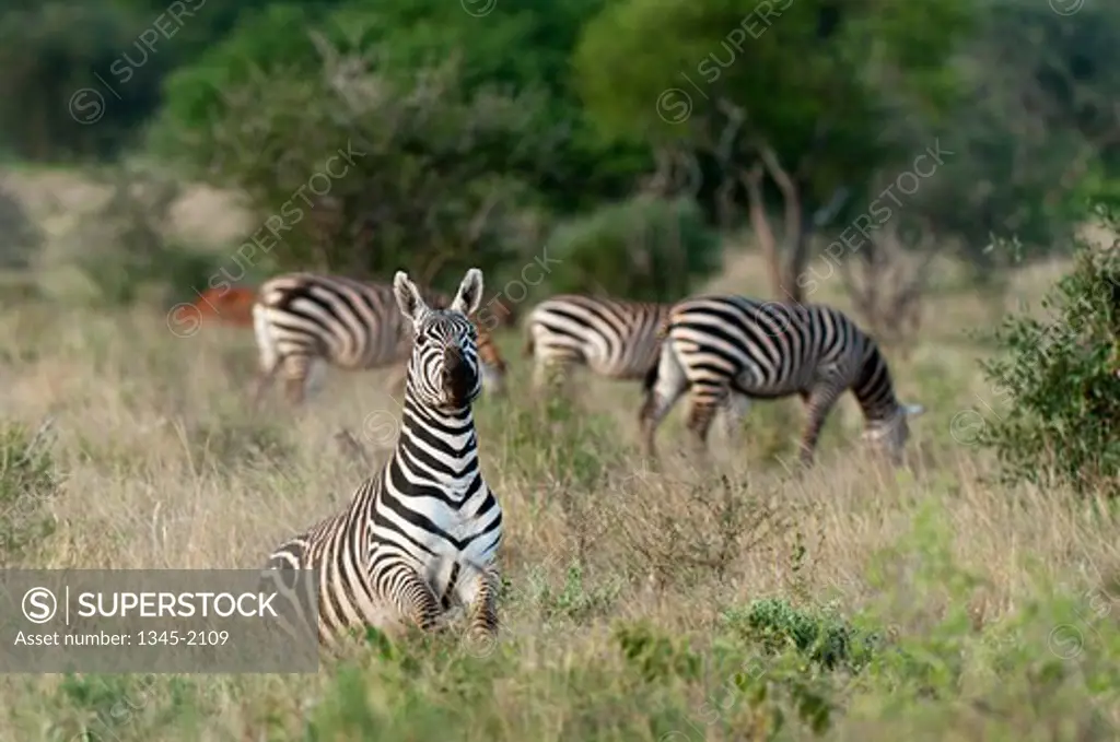 Grant's zebras (Equus quagga boehmi) in a field, Lualenyi Game Reserve, Kenya
