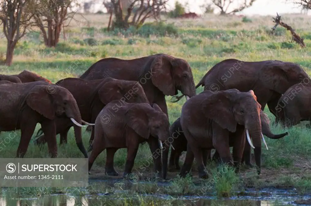 Herd of African elephants (Loxodonta africana), Lualenyi Game Reserve, Kenya