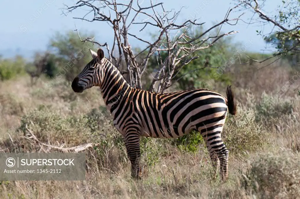 Grant's zebra (Equus quagga boehmi) in a field, Lualenyi Game Reserve, Kenya