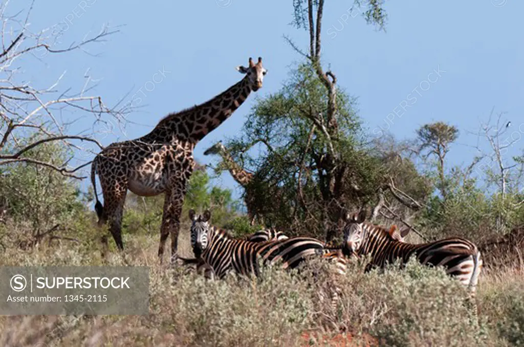 Masai giraffe (Giraffa camelopardalis tippelskirchi) with Grant's zebra (Equus quagga boehmi), Lualenyi Game Reserve, Kenya