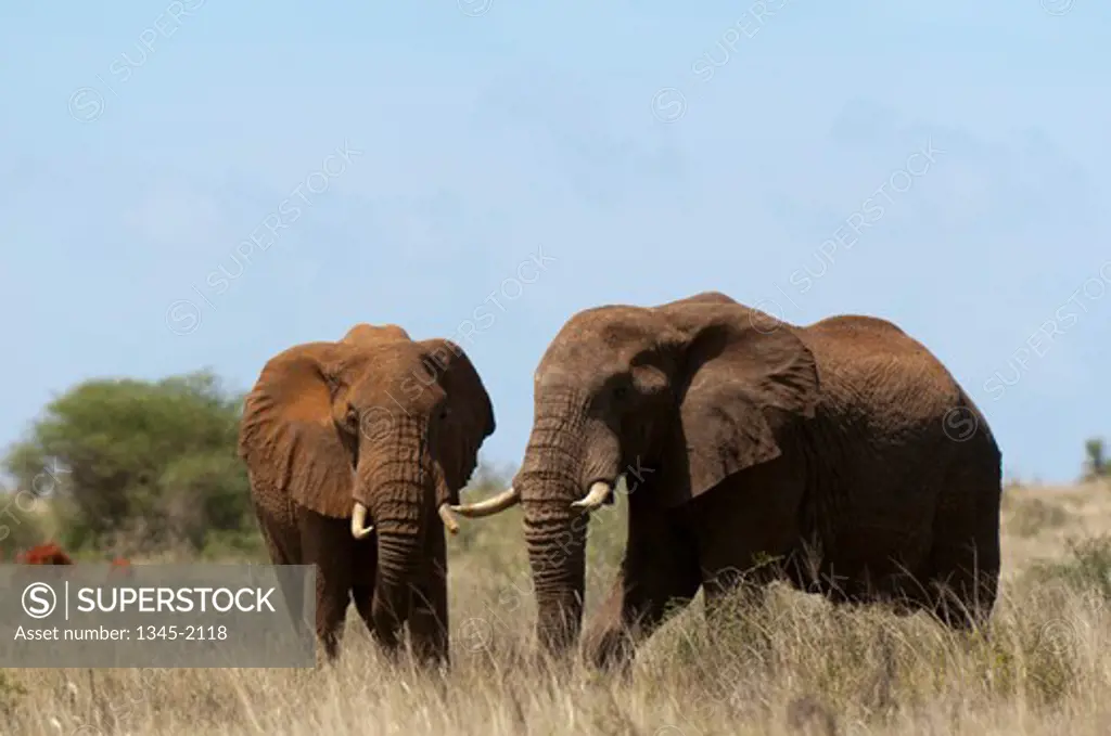 African elephants (Loxodonta africana) in a field, Lualenyi Game Reserve, Kenya