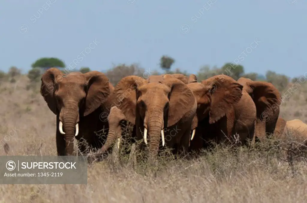 Herd of African elephants (Loxodonta africana) in a field, Lualenyi Game Reserve, Kenya
