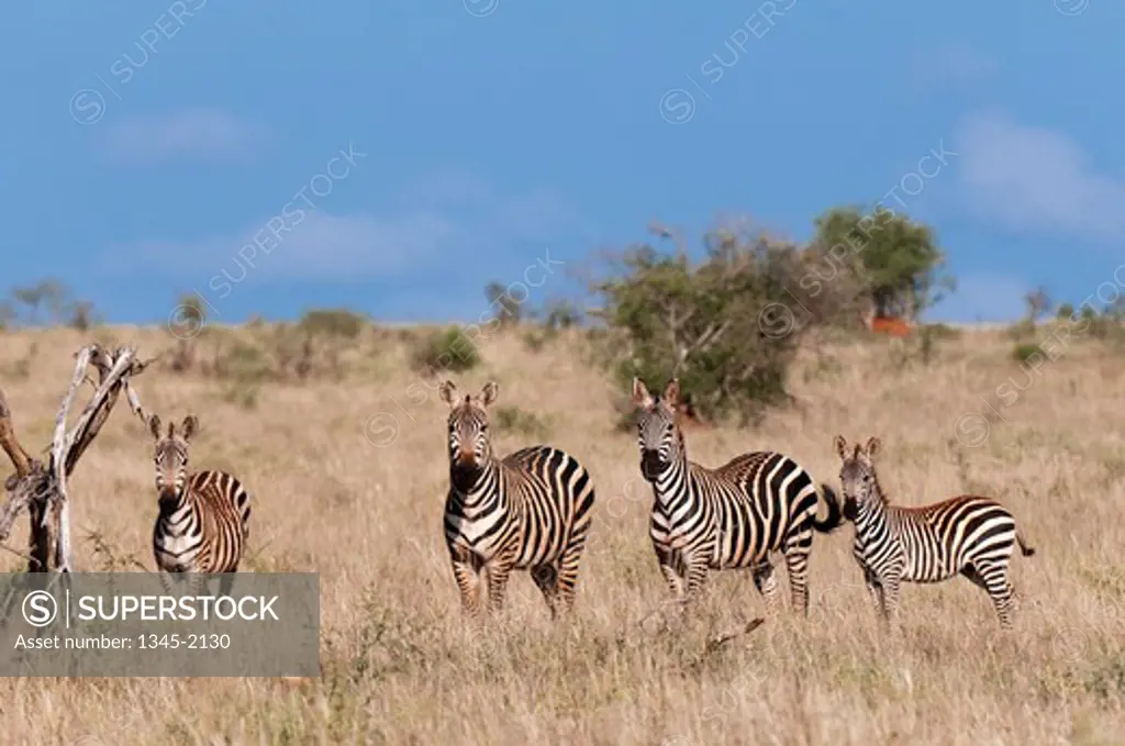 Grant's zebras (Equus quagga boehmi) in a field, Lualenyi Game Reserve, Kenya