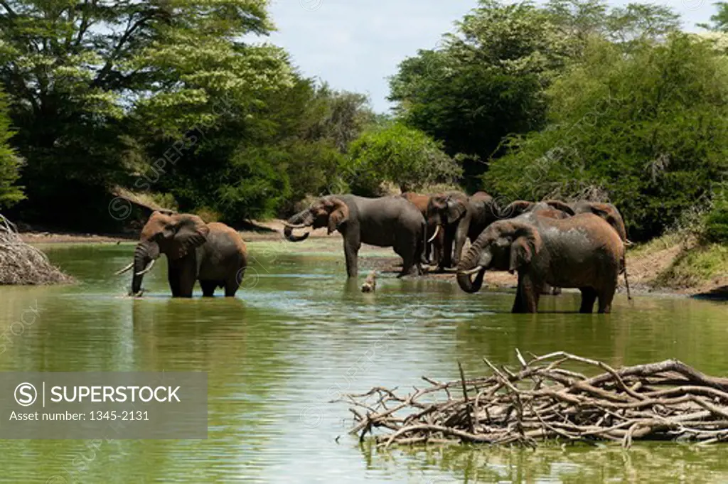 Herd of African elephants (Loxodonta africana) in the river, Lualenyi Game Reserve, Kenya