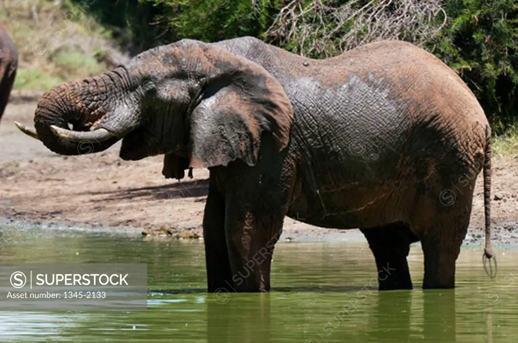 African elephant (Loxodonta africana) in a river, Lualenyi Game Reserve, Kenya
