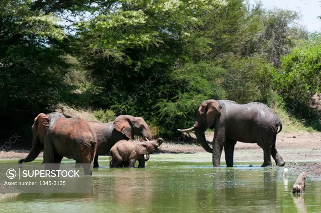 African elephants (Loxodonta africana) in a river, Lualenyi Game Reserve, Kenya