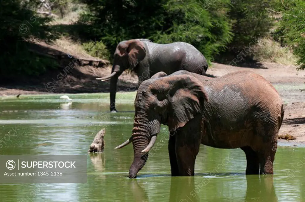 African elephants (Loxodonta africana) in a river, Lualenyi Game Reserve, Kenya