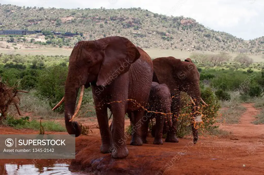 African elephant (Loxodonta africana) and calf mudbathing, Tsavo East National Park, Kenya