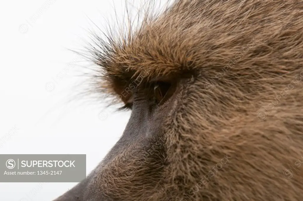 Close-up of Yellow baboon (Papio cynocephalus), Tsavo East National Park, Kenya