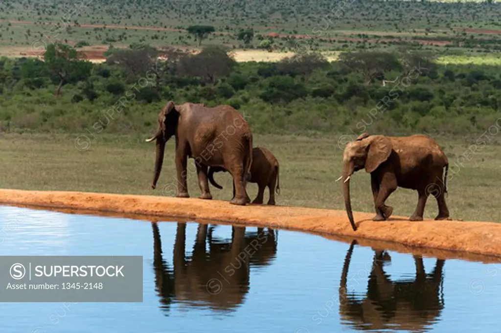 African elephants (Loxodonta africana) at a waterhole, Tsavo East National Park, Kenya