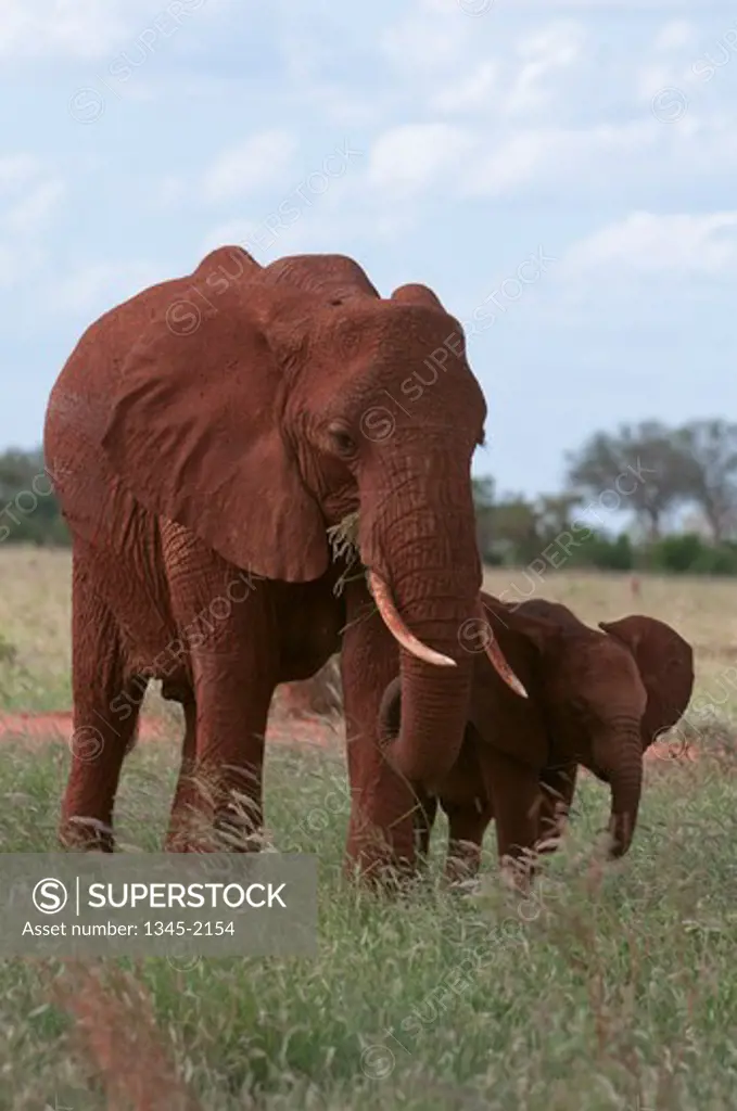 African elephant (Loxodonta africana) and calf, Tsavo East National Park, Kenya
