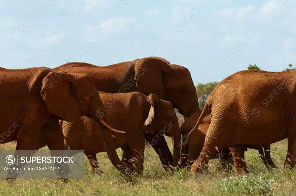 Herd of African elephants (Loxodonta africana) walking in a field, Tsavo East National Park, Kenya