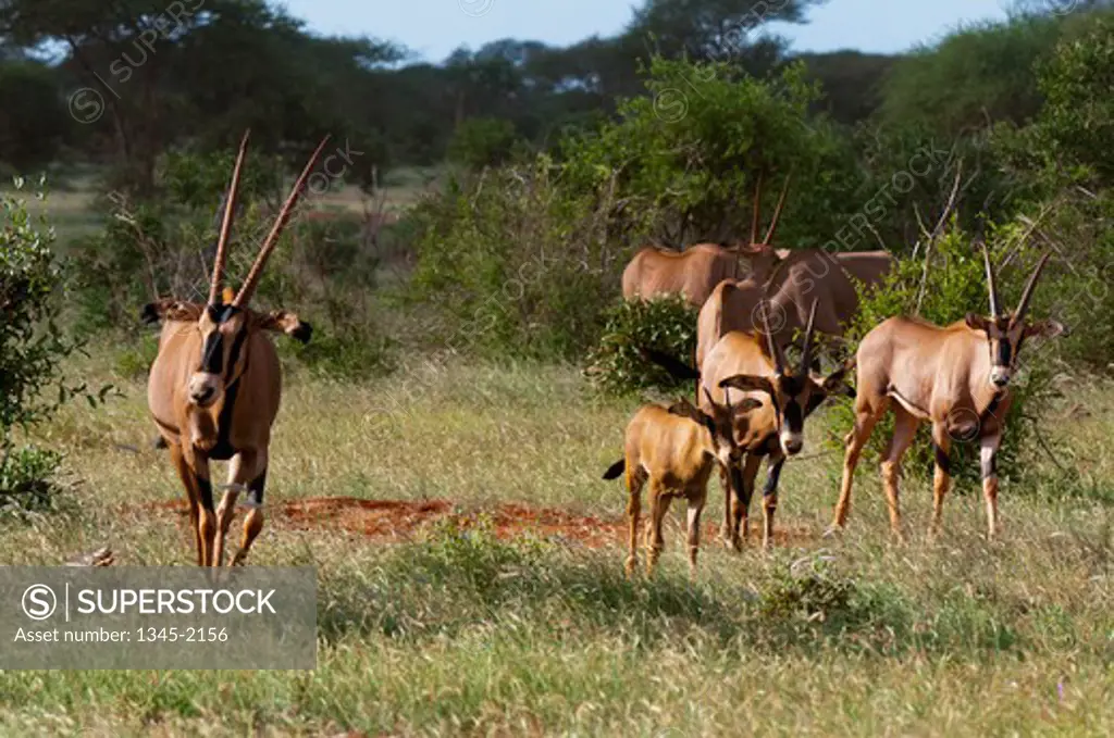 Herd of gemsboks (Oryx gazella) in a field, Tsavo East National Park, Kenya