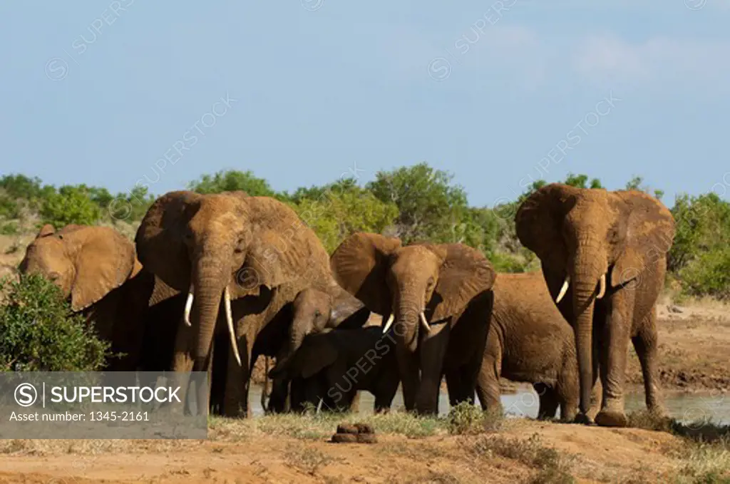 Herd of African elephants (Loxodonta africana), Tsavo East National Park, Kenya
