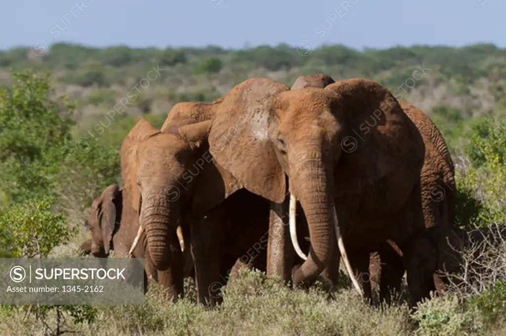 Herd of African elephants (Loxodonta africana), Tsavo East National Park, Kenya