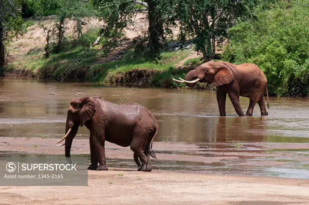 African elephants (Loxodonta africana) in a river, Tsavo East National Park, Kenya