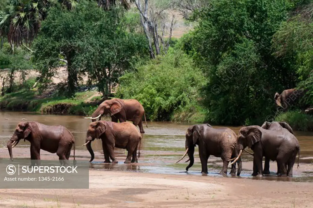 Herd of African elephants (Loxodonta africana) in a river, Tsavo East National Park, Kenya