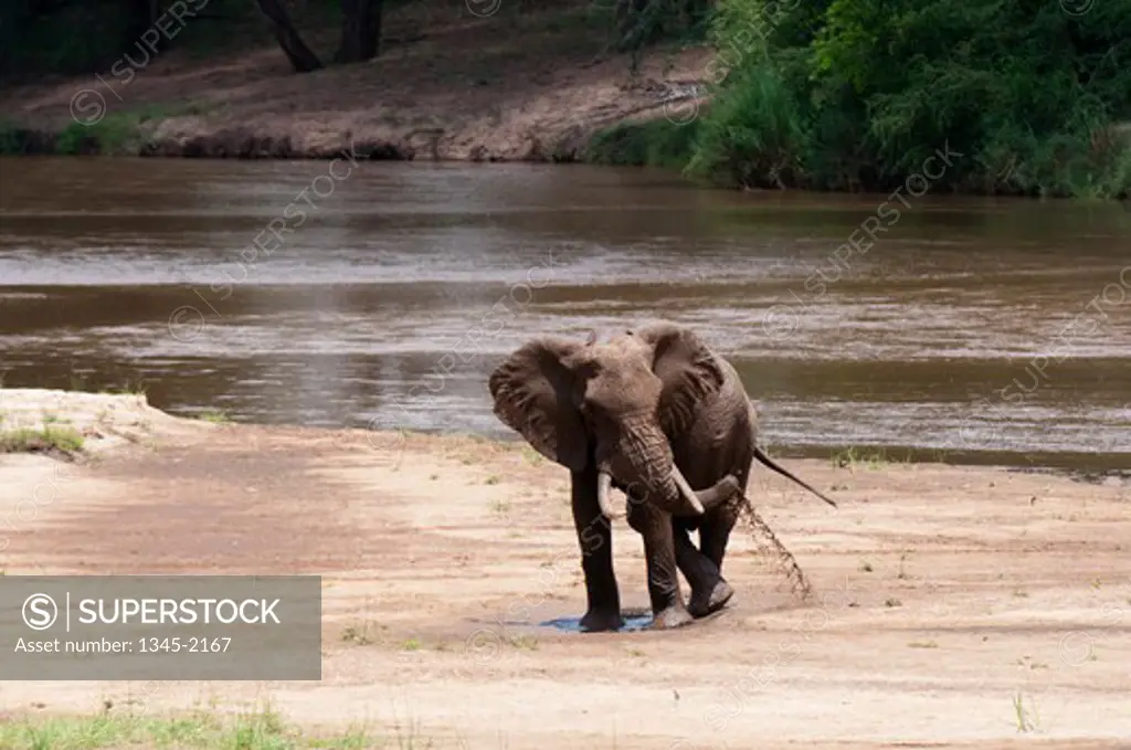 African elephant (Loxodonta africana) mudbathing at the riverside, Tsavo East National Park, Kenya