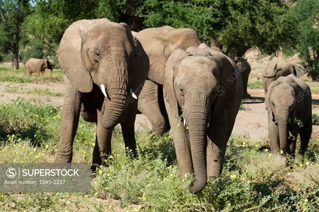 Namibia, Damaraland, Torra Conservancy, Huab river Valley, Desert elephants (Loxodonta africana)