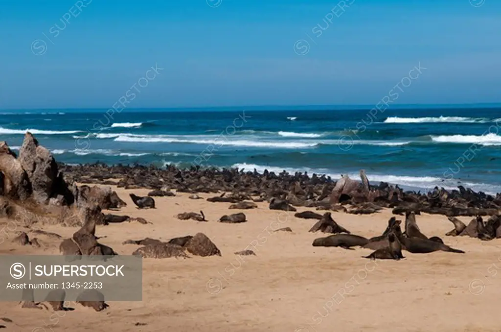 Namibia, Skeleton Coast, Skeleton Coast National Park, Cape fur seals (Arctocephalus pusilus) colony