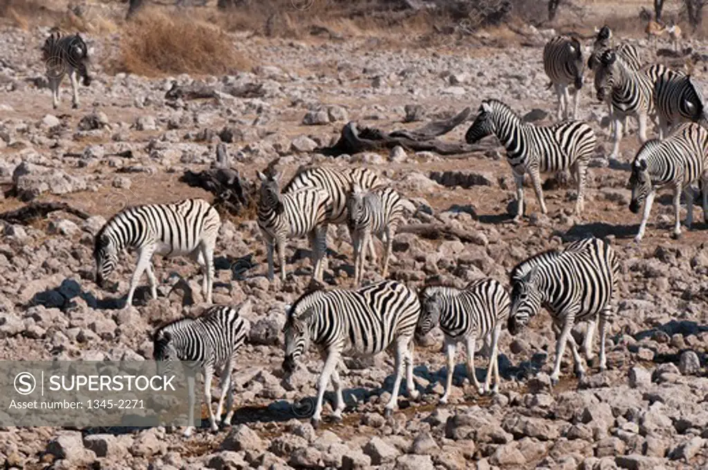 Namibia, Etosha National Park, Herd of Burchell's zebras (Equus burchellii)