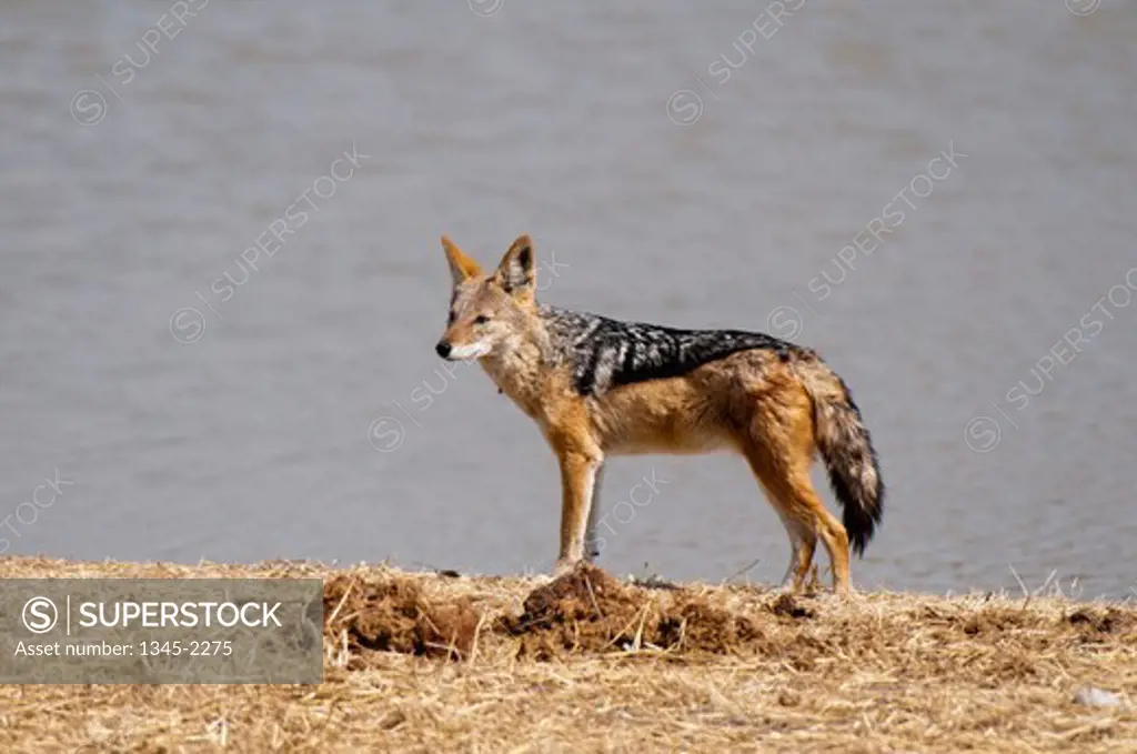 Namibia, Etosha National Park, Black-backed jackal (Canis mesomelas) standing by water
