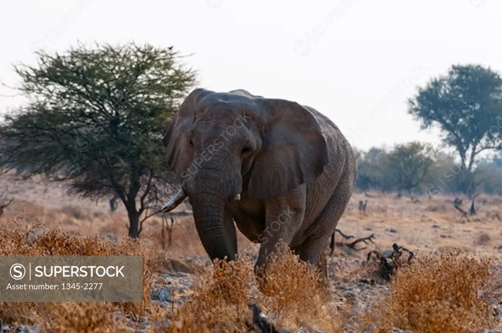Namibia, Etosha National Park, African Elephant (Loxodonta africana)