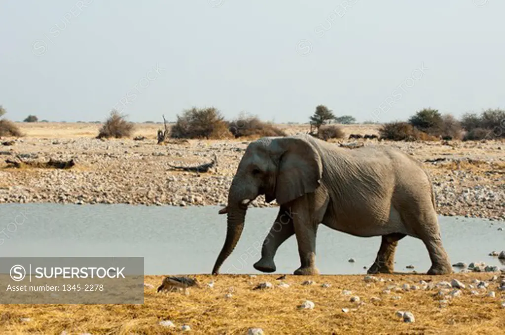 Namibia, Etosha National Park, African Elephant (Loxodonta africana) walking by waterhole