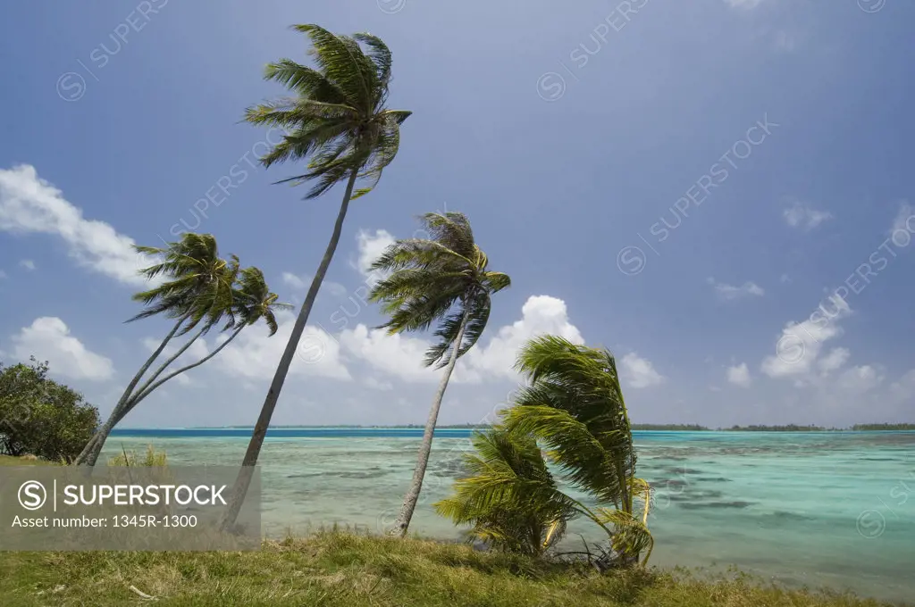 Palm trees blowing in wind on the beach, Bora Bora, French Polynesia