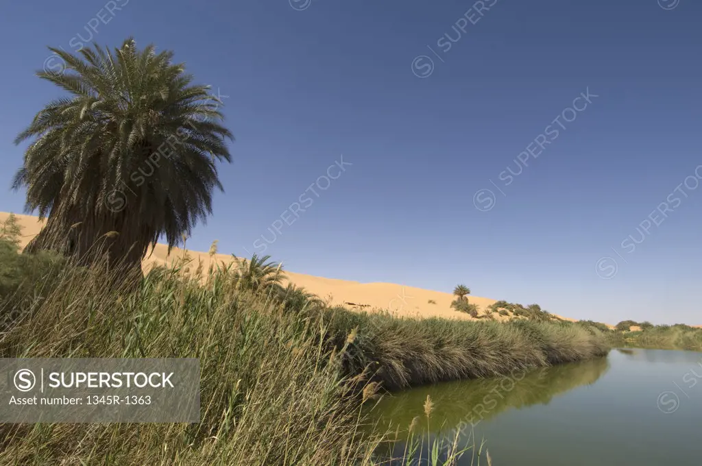 Tree and reeds at the lakeside, Mafu Lake, Erg Awbari, Fezzan, Libya