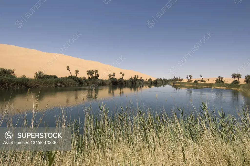 Trees at the lakeside, Lake Om-El-Ma, Erg Awbari, Fezzan, Libya