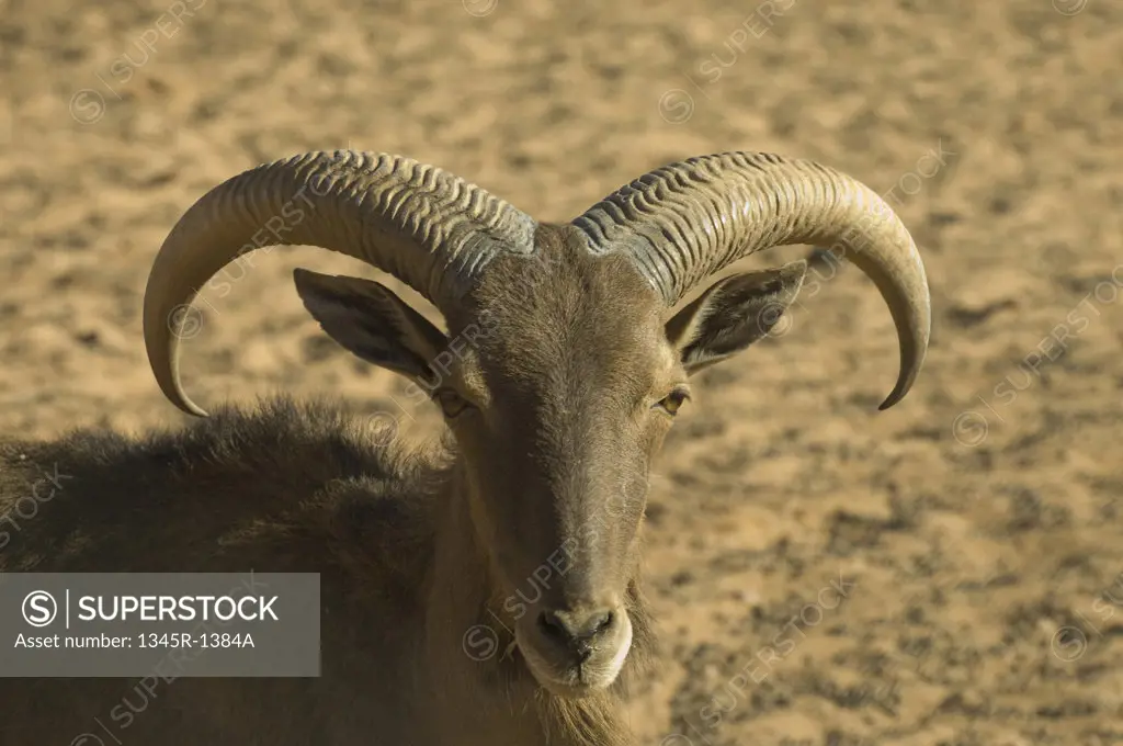 Close-up of a sheep, Erg Awbari, Fezzan, Libya