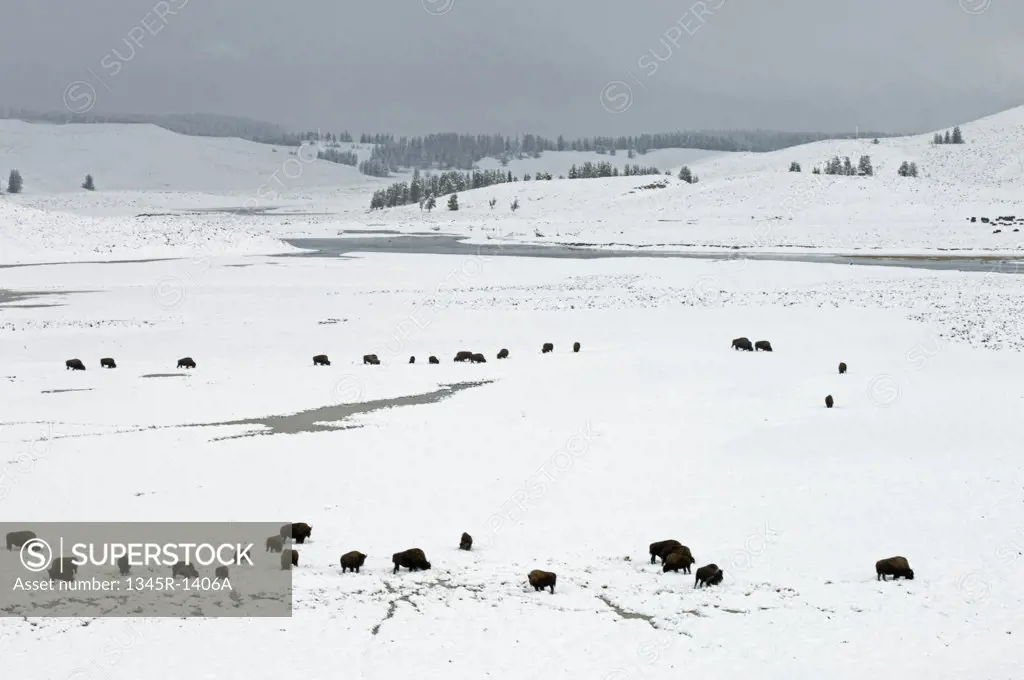 American bisons in a snow covered field, Hayden Valley, Yellowstone National Park, Wyoming, USA