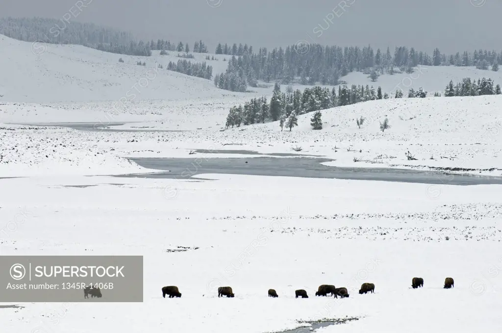 American bisons in a snow covered field, Hayden Valley, Yellowstone National Park, Wyoming, USA