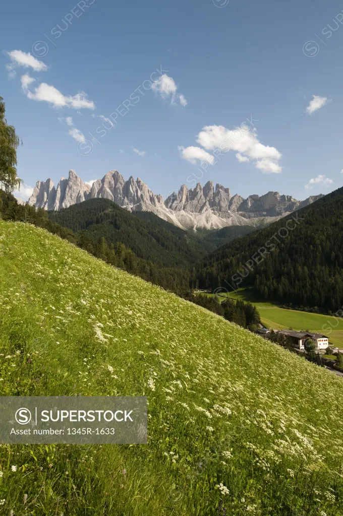 Trees with mountain range in the background, Geisler Gruppe, Funes Valley, Dolomites, Trentino-Alto-Adige, Italy