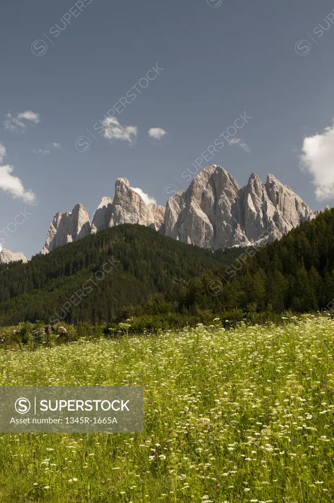 Wildflowers with mountain range on a landscape, Geisler Gruppe, Funes Valley, Dolomites, Trentino-Alto-Adige, Italy