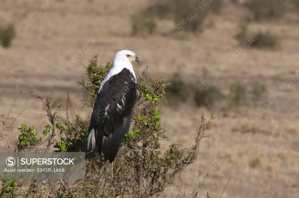 Africa,Kenya, Masai Mara, African Fish Eagle (Haliaeetus vocifer) perching on branch