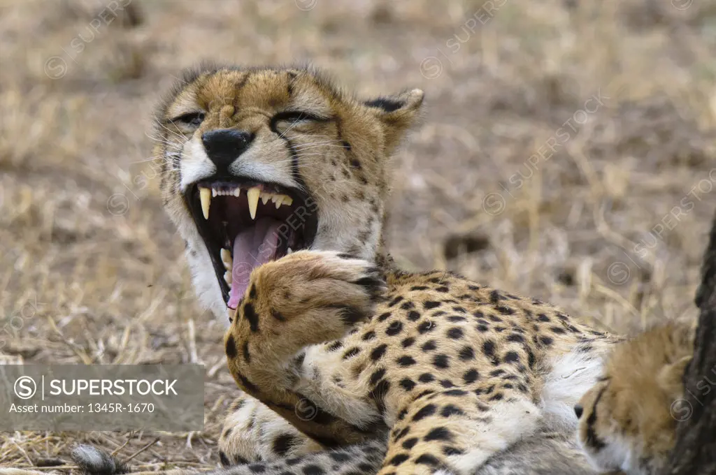Africa,Kenya, Masai Mara, roaring Cheetah (Acinonyx jubatus)