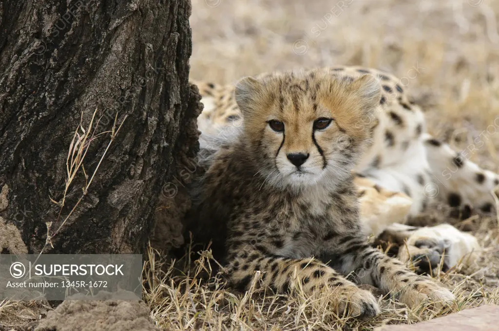 Africa,Kenya, Masai Mara, small Cheetah (Acinonyx jubatus)
