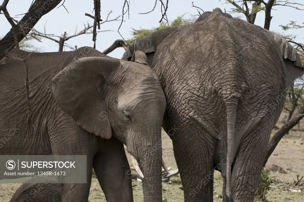 Africa,Kenya, Masai Mara, African Elephants (Loxodonta africana)