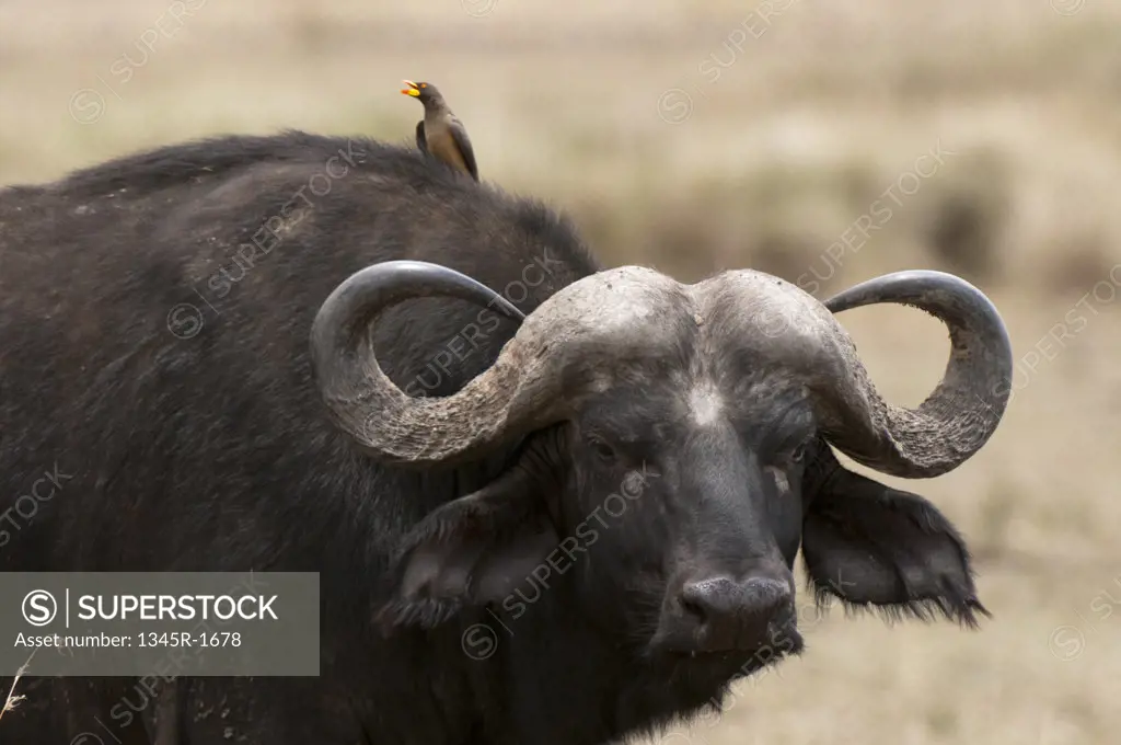 Africa, Kenya, Masai Mara,  close up of Cape Buffalo (Syncerus caffer)