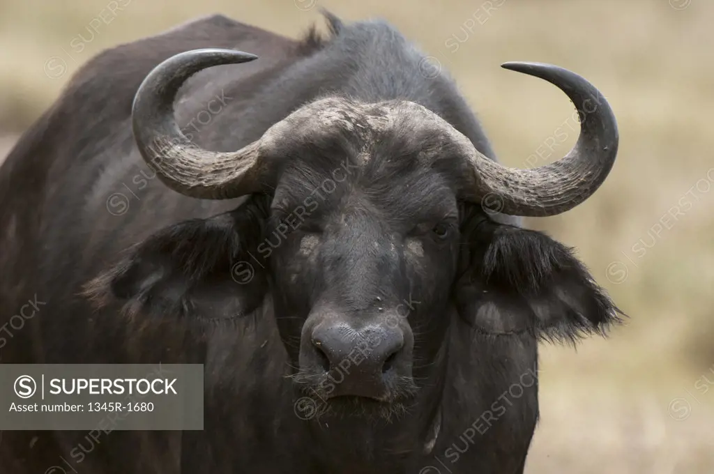 Africa, Kenya, Masai Mara,  close up of Cape Buffalo (Syncerus caffer)