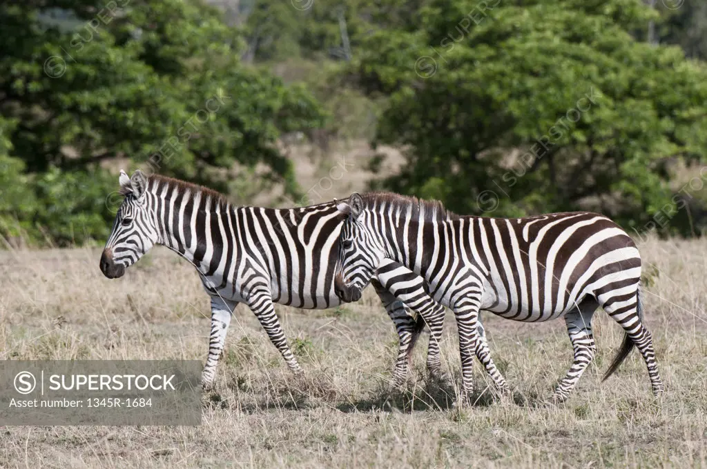 Africa, Kenya, Masai Mara, Zebras (Equus quagga)